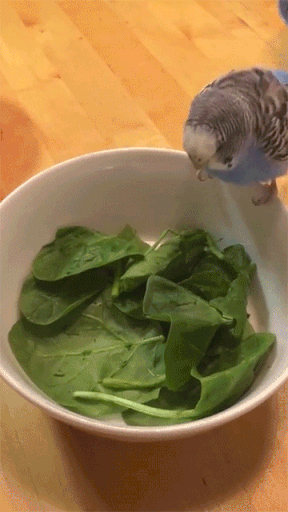 Giphy Now you've got an excuse to make your kids eat their greens!